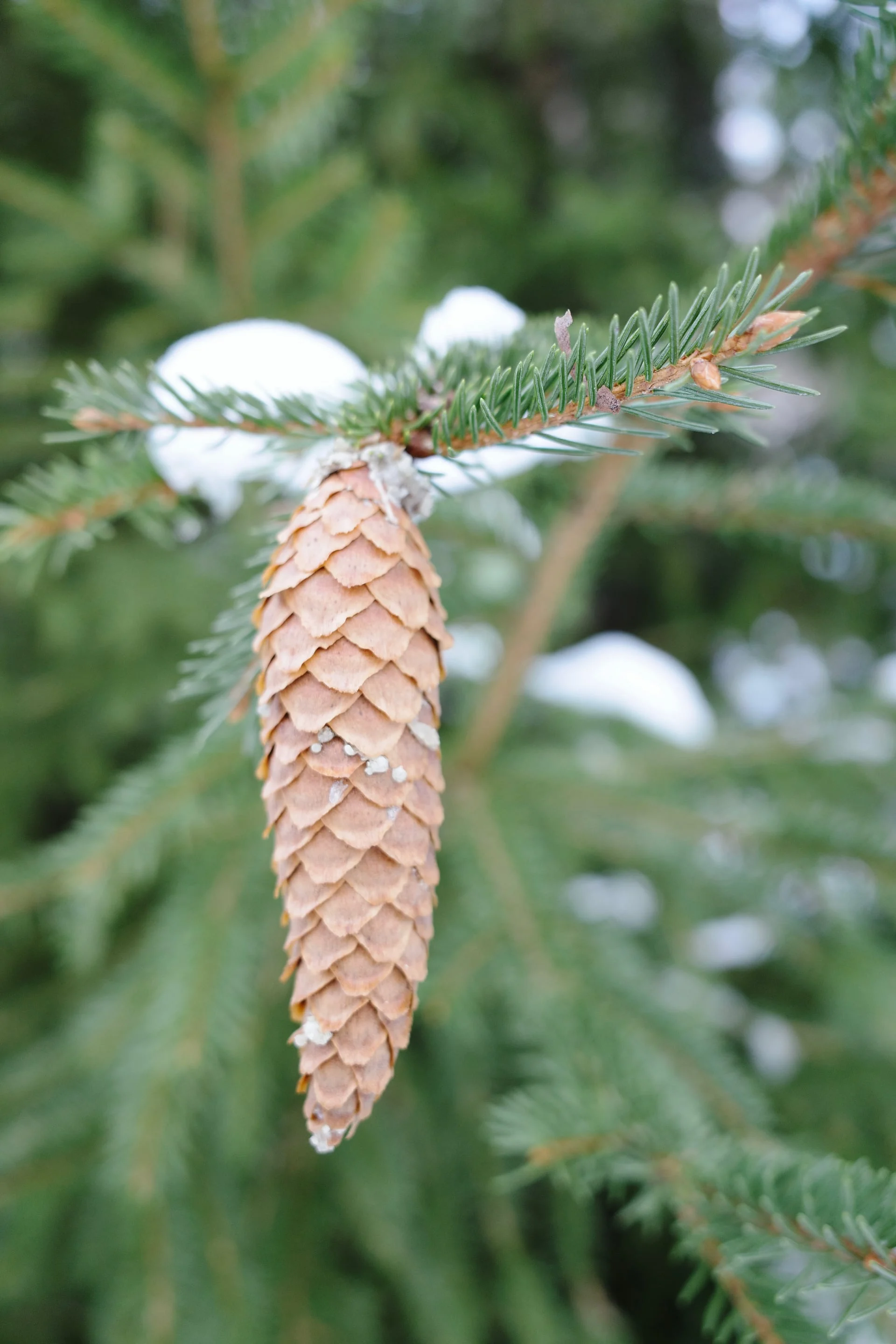 "Pinecone"