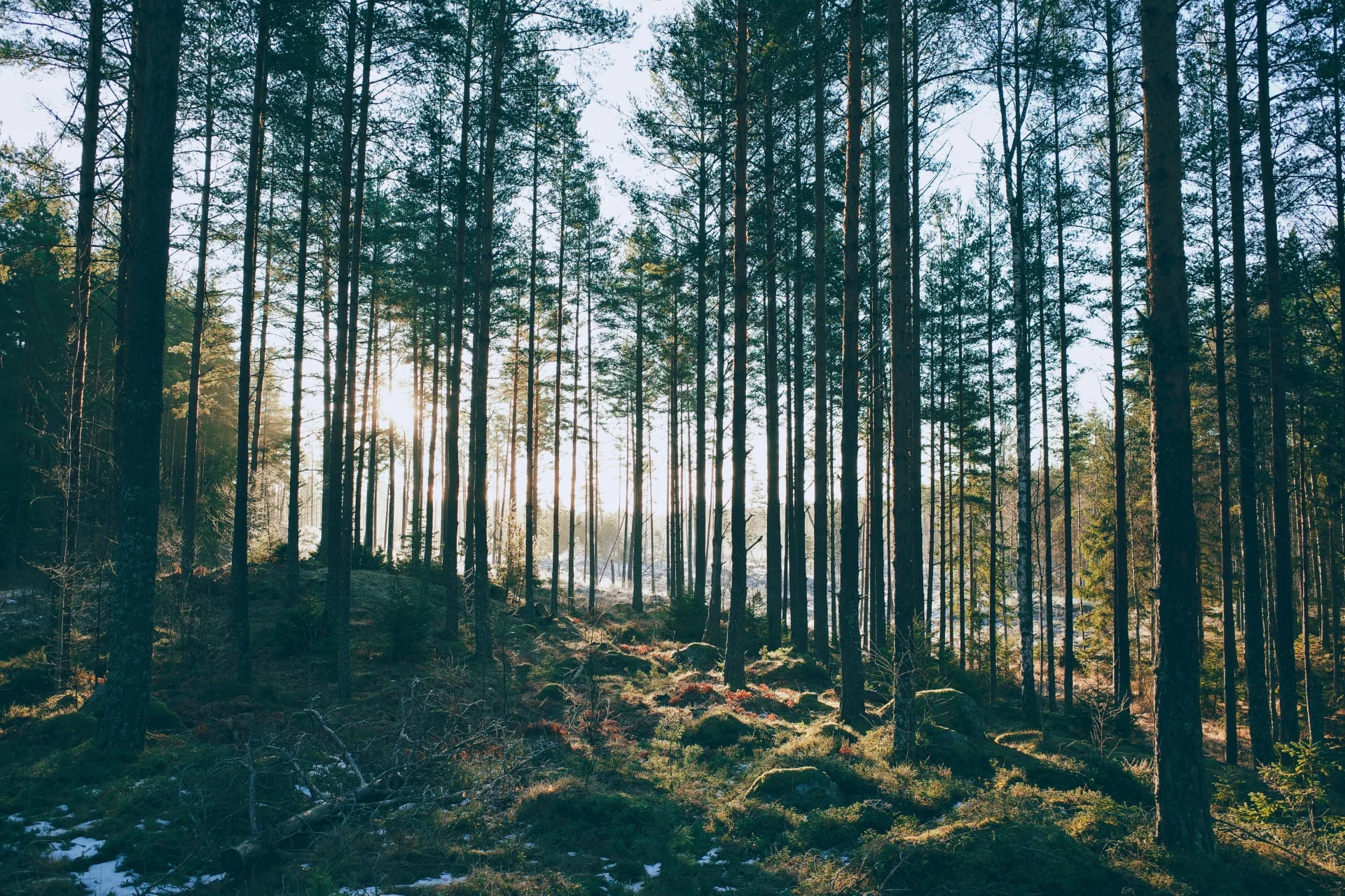 "Trees"