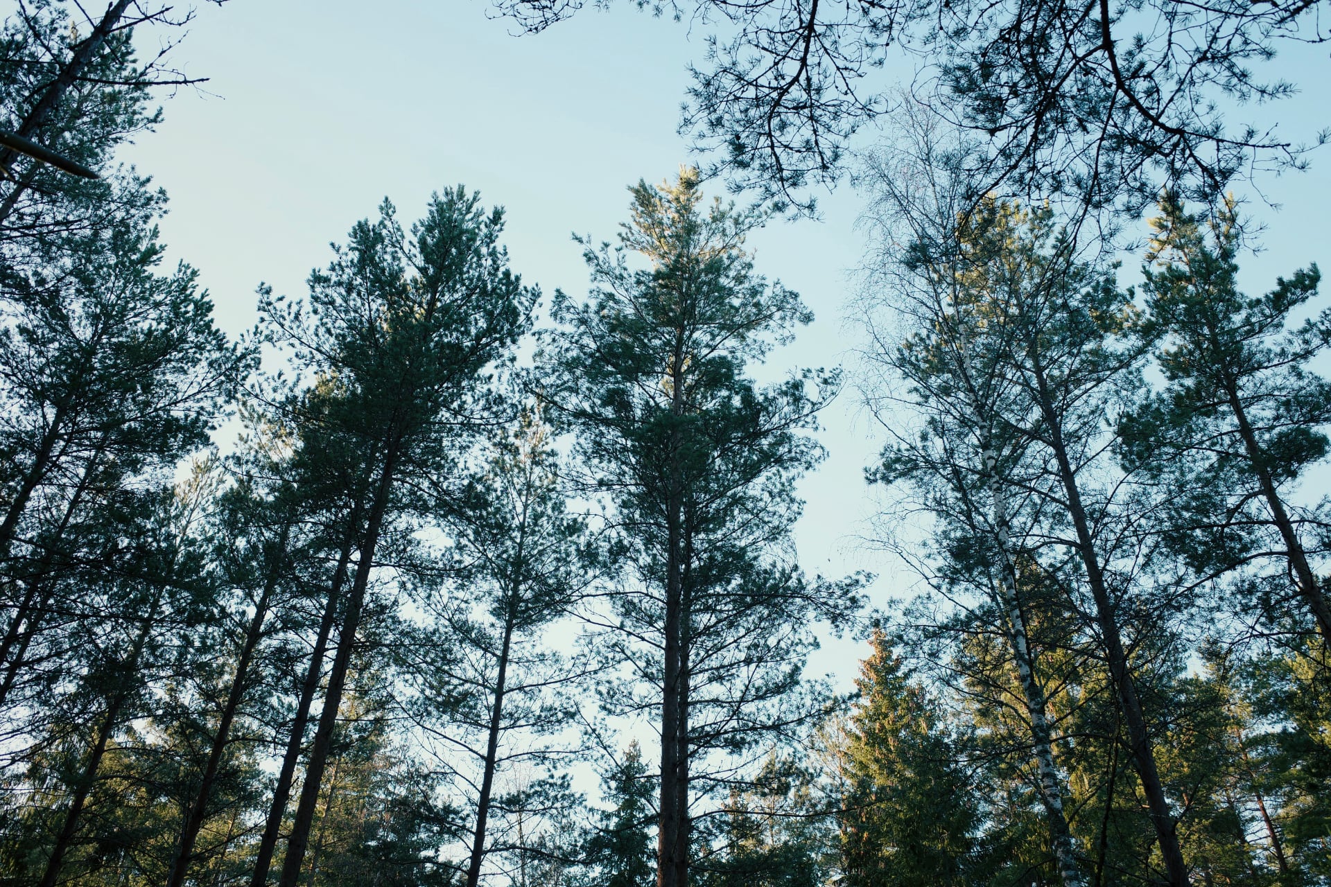 "Treetops"